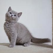 安阳哪里买蓝猫纯血统◆蓝猫多少钱一只