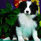 广州边境牧羊犬一只多少钱 纯种健康 广州实体犬舍