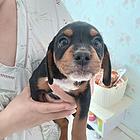 出售自家腊肠犬500