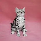 随州纯种小美短虎斑标斑舍 正规猫舍家庭式繁育