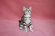 随州纯种小美短虎斑标斑舍 正规猫舍家庭式繁育