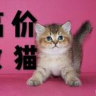 抚顺本地长年收猫