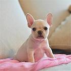济南【*推荐】法斗犬舍‖法斗养殖场