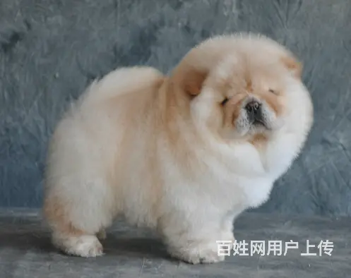 出售极品纯种美系松狮犬幼犬三个月小松狮待售中的图片