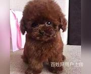 通化【泰迪犬舍】地址泰迪多少钱一只
