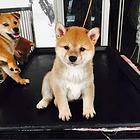 烟台【*推荐】柴犬犬舍‖柴犬养殖场