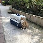 桐乡宠物托运（猫狗）活体运输邮寄高效率2023/今日/桐乡