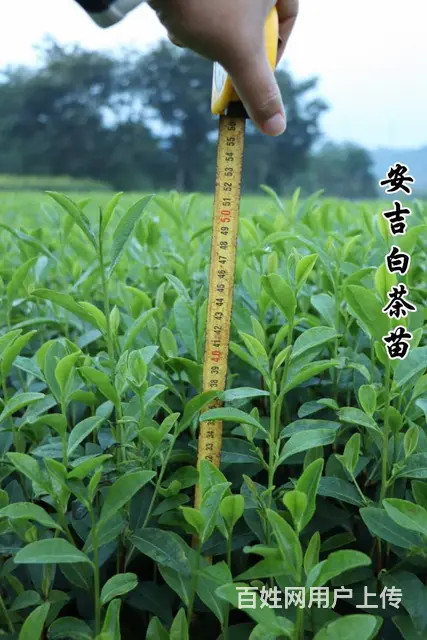 茶苗上市 自产自销 保质保量 小戴白茶的图片