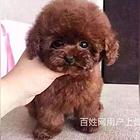 甘孜上哪家店可以买到泰迪泰迪价格多少钱