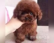通辽上哪家店可以买到泰迪泰迪一般多少钱