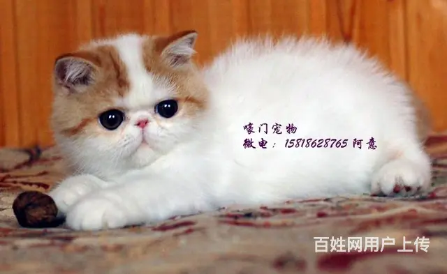 郴州加菲猫基地◆卖加菲猫的地方的图片