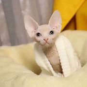 哪里有无毛猫卖的 无毛猫好养吗 无毛猫多少钱一只