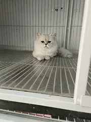 金吉拉拿破仑种公