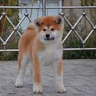 秋田犬 纯种秋田犬出售 日系秋田犬 赛级秋田犬