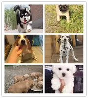 周口宠物狗上哪里买靠谱？哪儿的狗靠谱