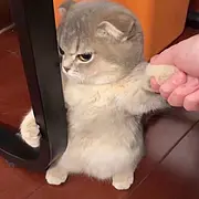 拿破仑