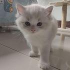 自家养布偶猫
