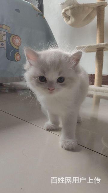 自家养布偶猫的图片