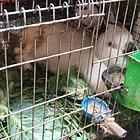 出售新西兰白免
