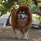 阿拉斯加幼犬出售 阿拉斯加犬舍_巨型阿拉斯加犬