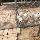 纯种精品杜高犬 大骨架高品质 打猎神犬 阿根廷杜高