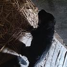 德牧幼犬接受预订