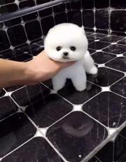唐山哪里有卖博美的 三个月博美幼犬多少钱 博美价格