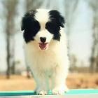 极品边境牧羊犬 专业繁育边牧 可签协议 边牧犬舍