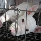 纯种牛头梗幼犬出售 驱虫疫苗已做好 全国送货上门