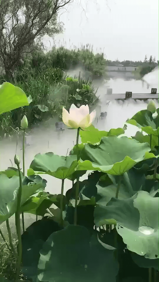荷花池