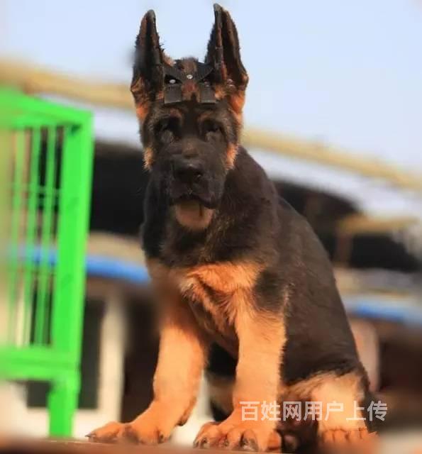 出售德国牧羊犬 锤系德牧 北京大头锤系德牧多少钱