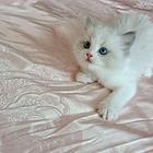 布偶猫性价比高