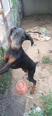 出售杜宾犬