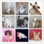 韶关附近哪里有蓝猫卖◆猫场常年卖纯种蓝猫