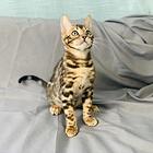 哪里有孟加拉豹猫卖的 豹猫性格怎么样 包纯种健康