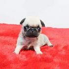 廊坊哪里有卖巴哥犬的 巴哥犬价格 巴哥犬图片