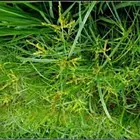 枣庄新的早熟禾草籽销售市场