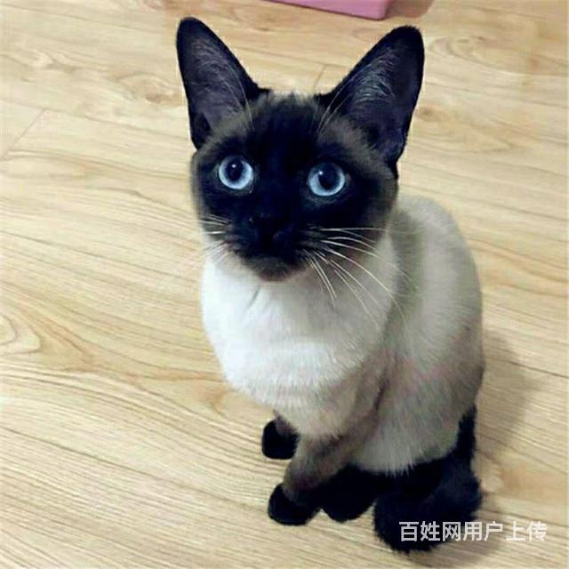 普洱【哪家养猫卖猫靠谱】