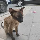宠物猫收养