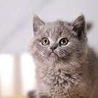哪里有英短蓝猫卖的 无病无廯 双血统蓝猫多少钱