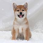日系柴犬、狗场专业繁殖、包半年健康签协议