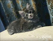 江门哪里有卖缅因猫的 缅因猫出售 包成活