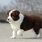 赛级边牧幼犬 高端品质 专业繁殖 保健康