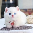 陕西渭南纯血曼基康矮脚猫特价转让