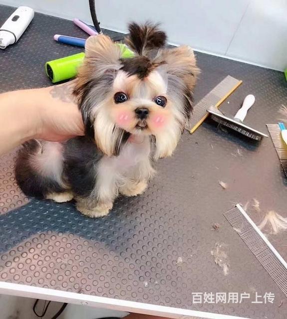 纯种约克夏梗犬出售茶杯体约克夏价格