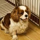 骑士查理王犬