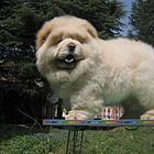 出售纯种松狮幼犬  松狮图片  松狮价格