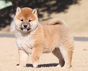 长春哪里有柴犬的购买渠道，想买柴犬上哪看