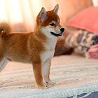 岳阳哪里有高品质纯种柴犬幼犬出售 自家犬舍繁育 购