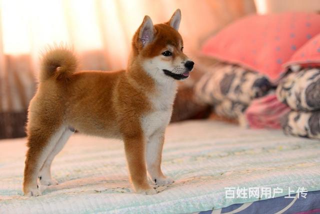 出售·纯种健康 日本柴犬 顶级 表情包